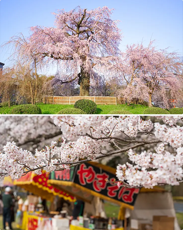 Cherry blossom trees and lively street food stalls at Maruyama Park