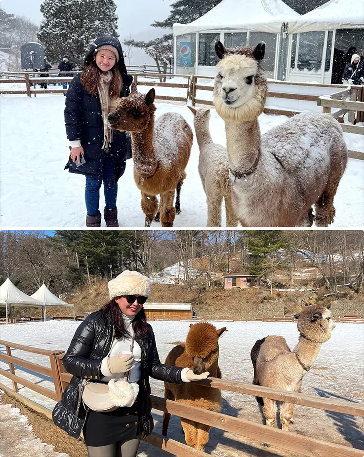 Alpacas in a snowy winter setting
