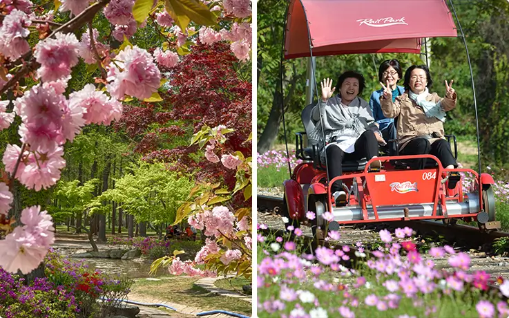 Stunning flower landscapes at Nami Island in Chuncheon and Gangchon Rail Park