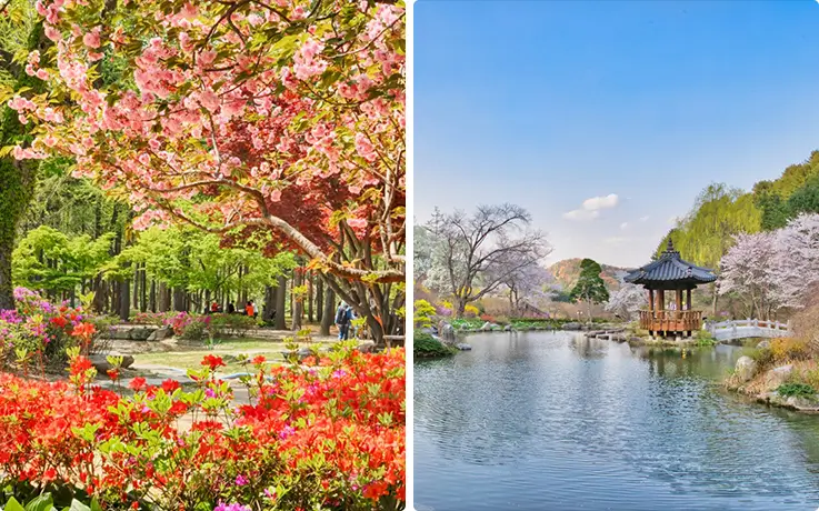 Stunning blooming landscapes at Nami Island in Chuncheon and the Garden of Morning Calm in Gapyeong