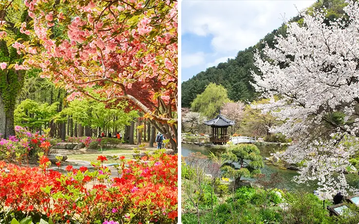 Stunning flower landscapes at Nami Island in Chuncheon and at the Garden of Morning Calm in Gapyeong