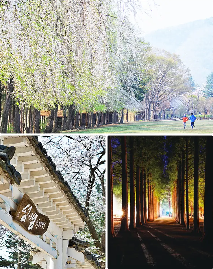 Beautiful day and night spring scenery at Nami Isalnd in Chuncheon
