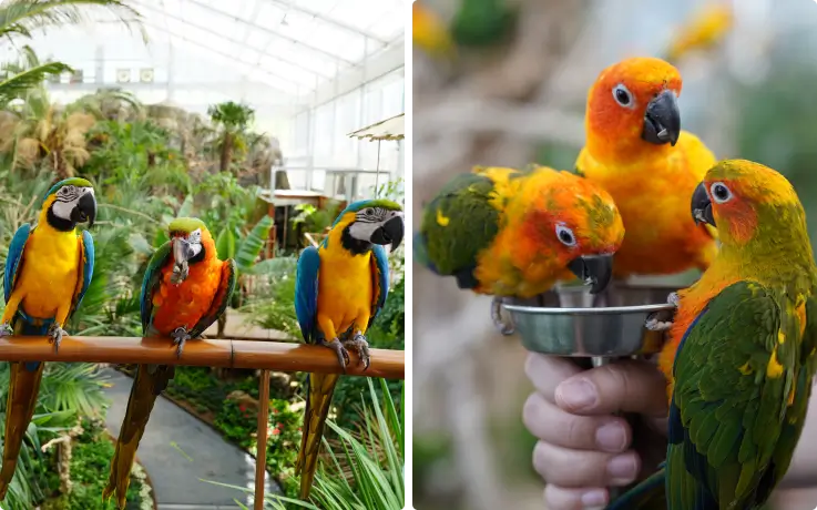 Tropical birds resting comfortably at Begonia Bird Park.