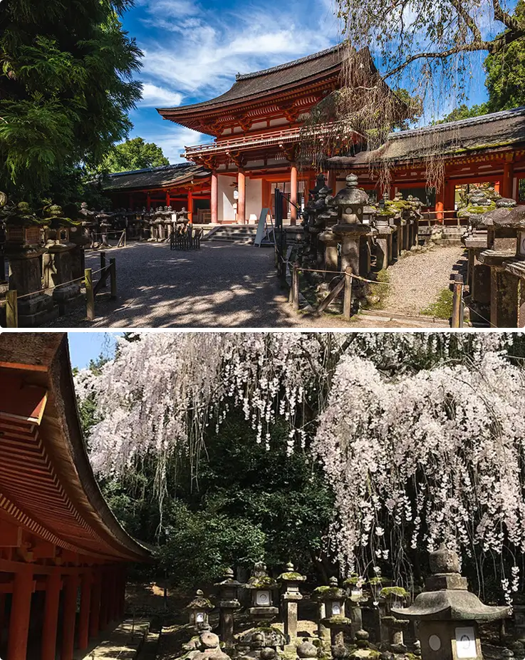 Beautiful scenery with cherry blossoms at Kasuga Taisha in Nara Park