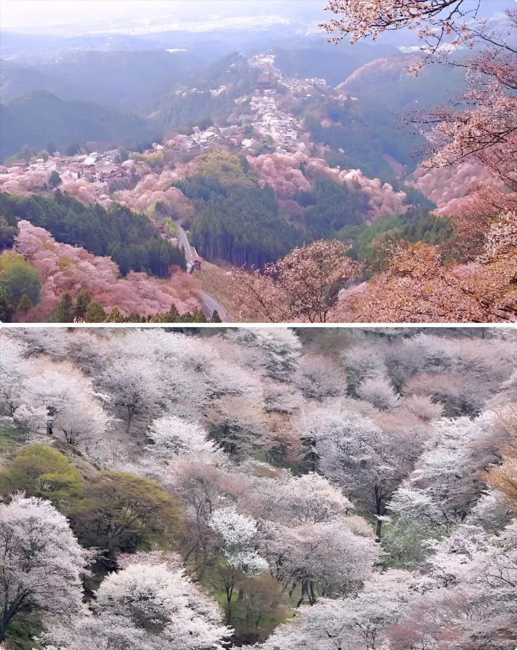 Breathtaking panoramic views in spring at Mt. Yoshino