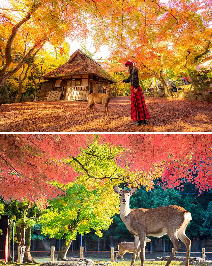 Sacred deer wandering beneath fiery maple canopies in a historic park setting.
