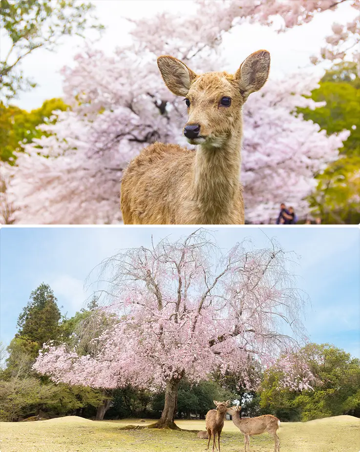 Scenic views with adorable deer of Nara Park in spring