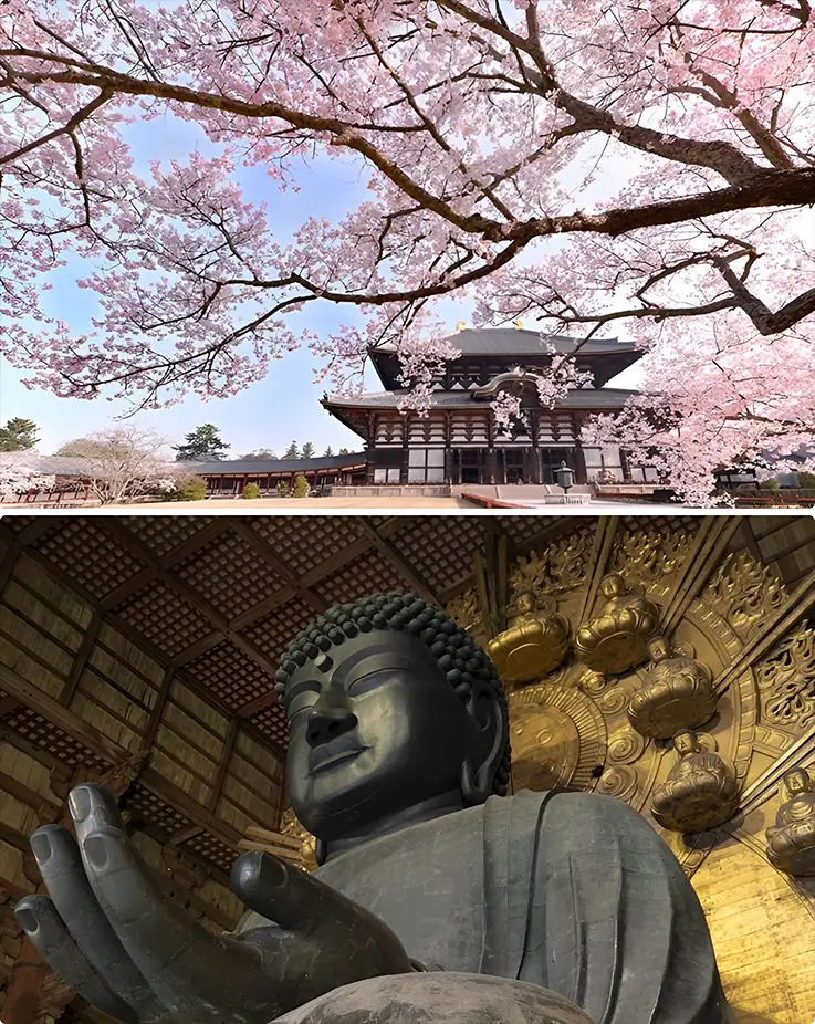 Todaiji Temple with sakura trees and its Buddha statue in Nara Park