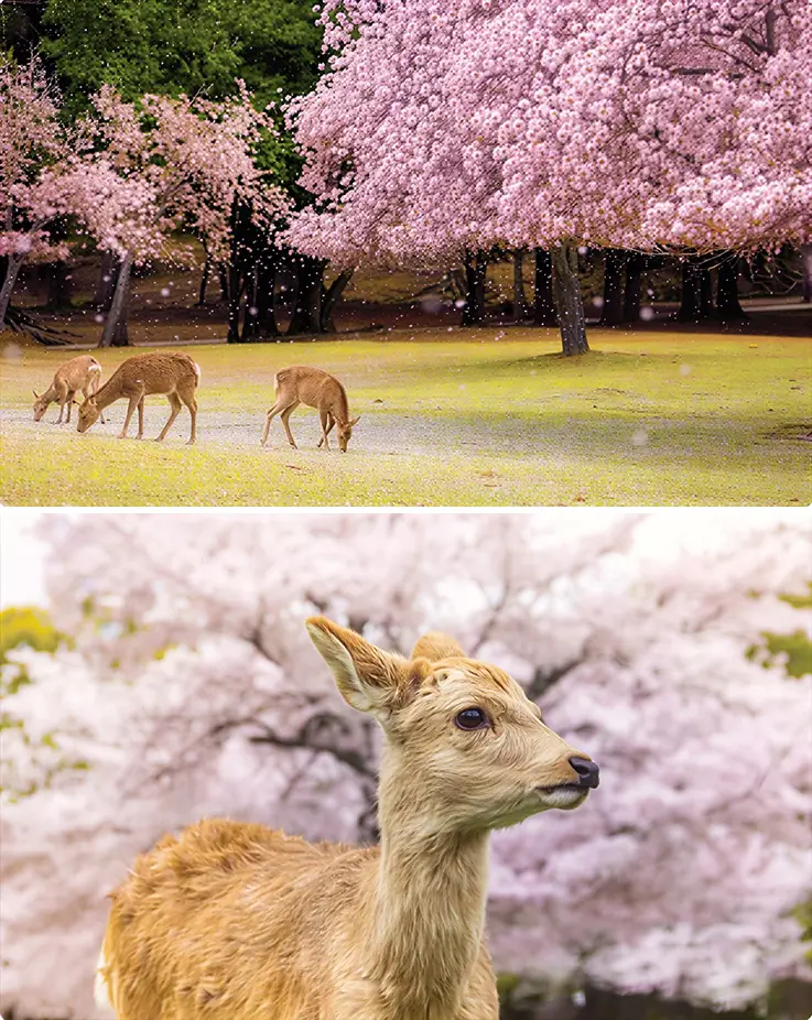 Adorable deer with cherry blossom trees at Nara Park