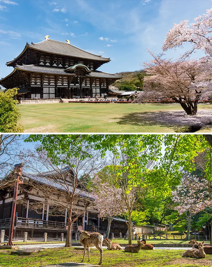 Great Buddha hall and surroundings with sakura and deer at Todaiji Temple in Nara Park