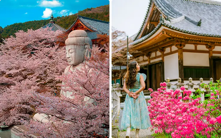 Tsubosakadera Temple surrounded by cherry blossoms in Nara