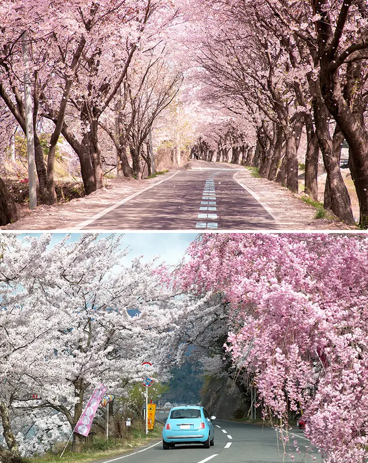 Scenic spring views at Sakurazaka Road in Hokkaido