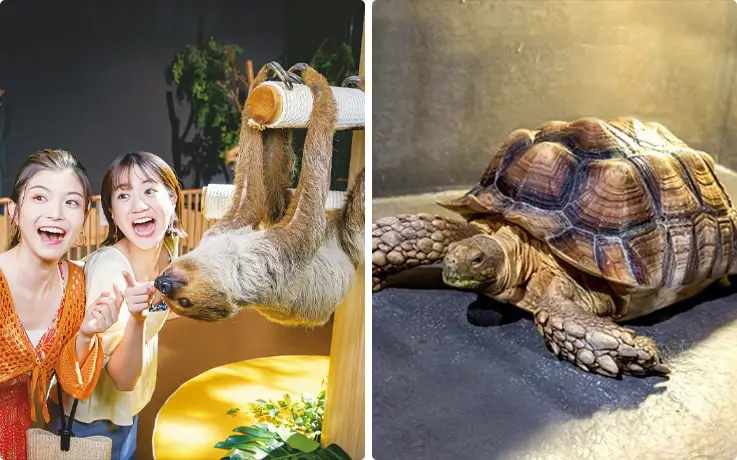 People spotting diverse animals, including sloths and turtles, at Yui-Yui Zoo in Okinawa DMM Kariyushi Aquarium