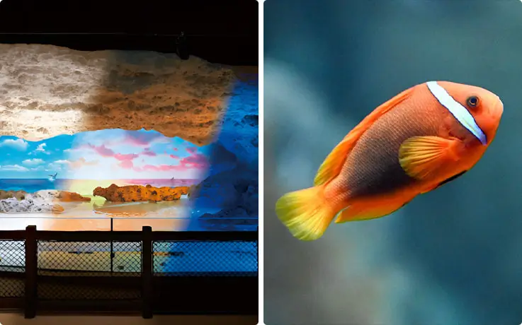 A variety of saltwater fish at Umikaji Dome in Okinawa DMM Kariyushi Aquarium