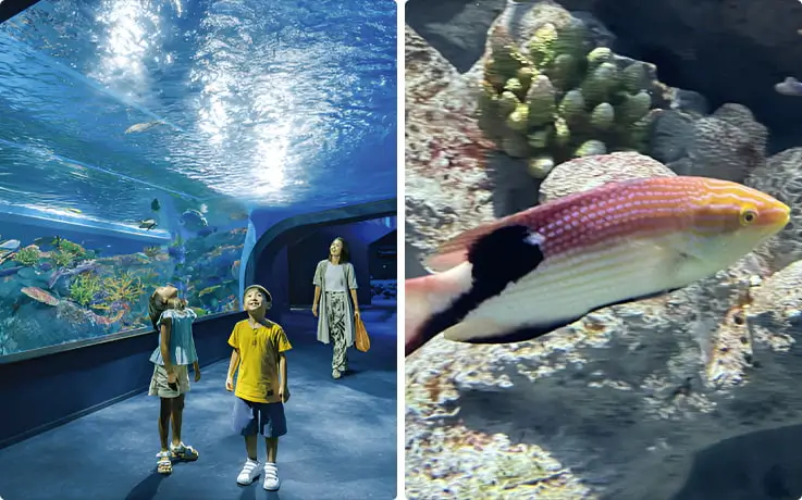 People taking a walk under the sea in the underwater tunnel corner at Okinawa DMM Kariyushi Aquarium