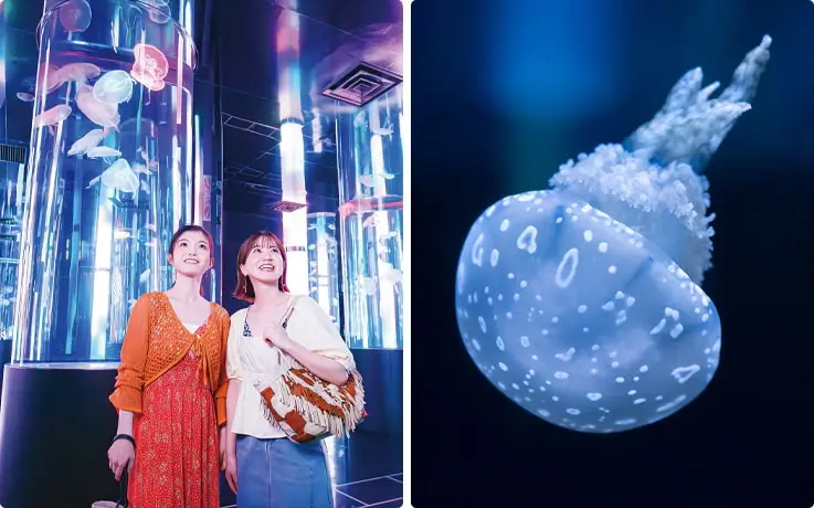 People experiencing the beauty of jellyfish at Jellyfish Yonna in Okinawa DMM Kariyushi Aquarium