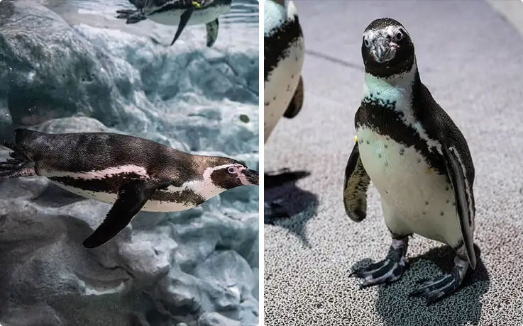 Humboldt Penguins swimming at DMM Kariyushi Aquarium in Okinawa