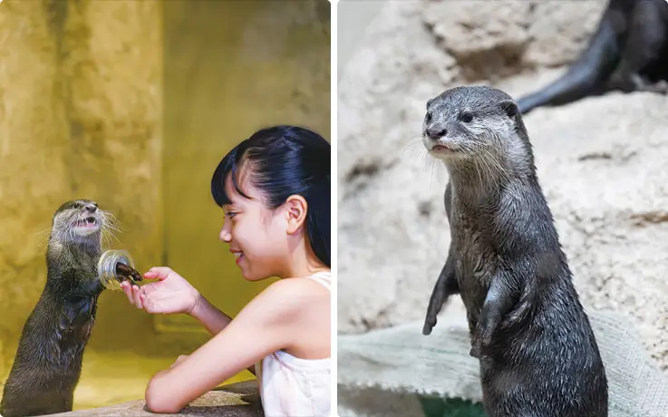 A child playing with Asian small clawed otters at DMM Kariyushi Aquarium in Okinawa