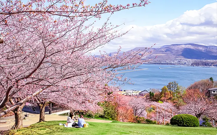 Overwhelming cherry blossom scenery at Temiya Park in Hokkaido