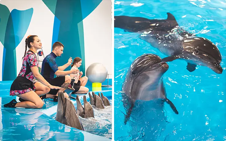 Dolphins and trainers at Dolphinarium Pattaya
