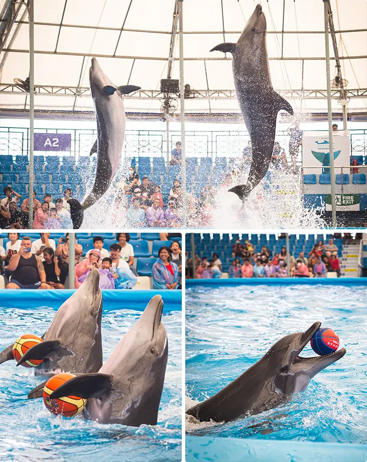 Dolphins showing various tricks and stunts at Dolphinarium Pattaya