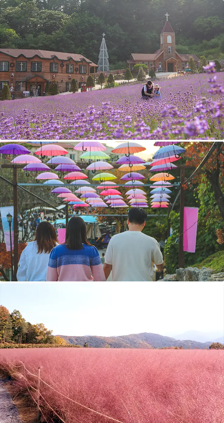 Beautiful pink scenery in spring and autumn at Pocheon Herb Island