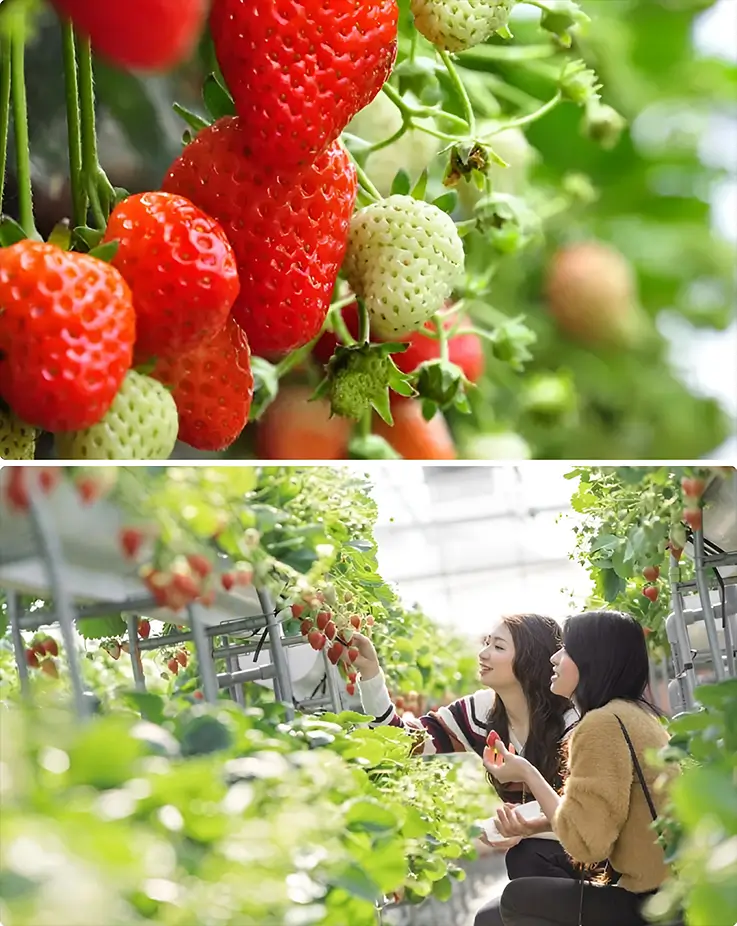 People enjoying strawberry picking at Izu Fruit Park in Shizuoka