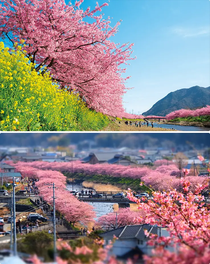 Beautiful landscapes at the Kawazu cherry blossom festival in Shizuoka