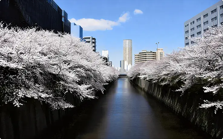 Cherry blossom tunnel along the Meguro River in Tokyo