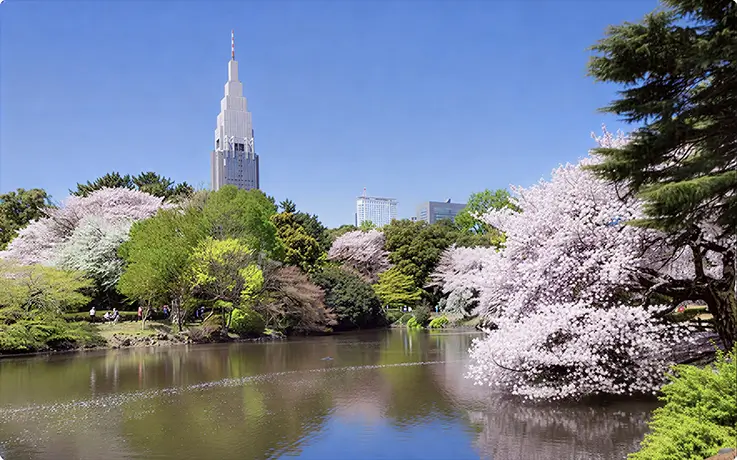 Beautiful spring scenery at Shinjuku Gyoen in Tokyo