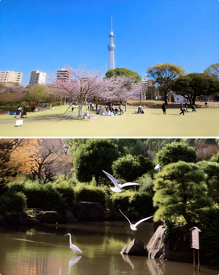 Tokyo Skytree with sakura trees and peaceful lake view at Sumida Park in Tokyo