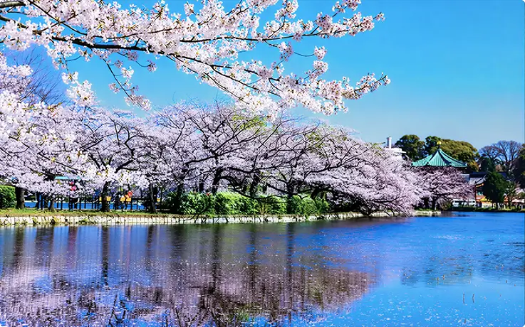 Stunning lake view with sakura at Ueno Park in Tokyo