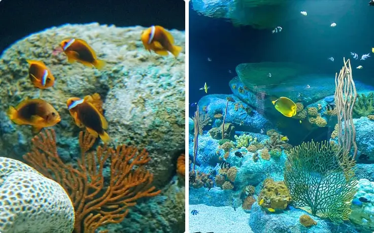 Colorful fishes with beautiful coral reefs at Underwater World Pattaya