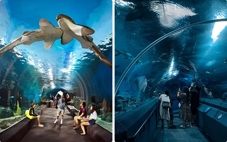People watching sharks and various fishes in the underwater tunnel