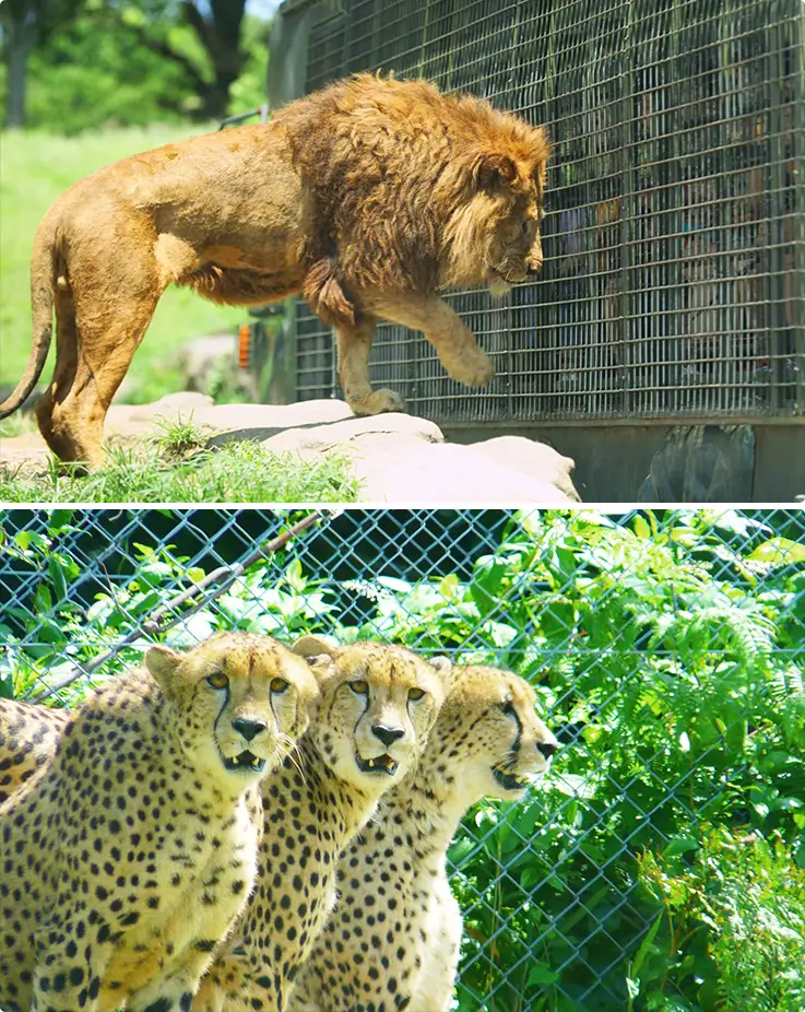 Various animals at Kyushu Natural Animal Park African Safari in Usa