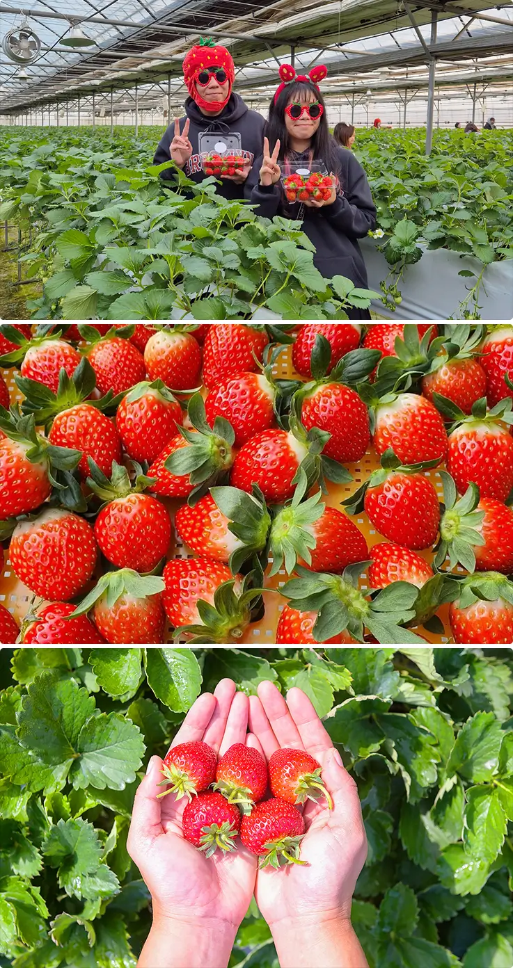 Strawberry picking at a local farm