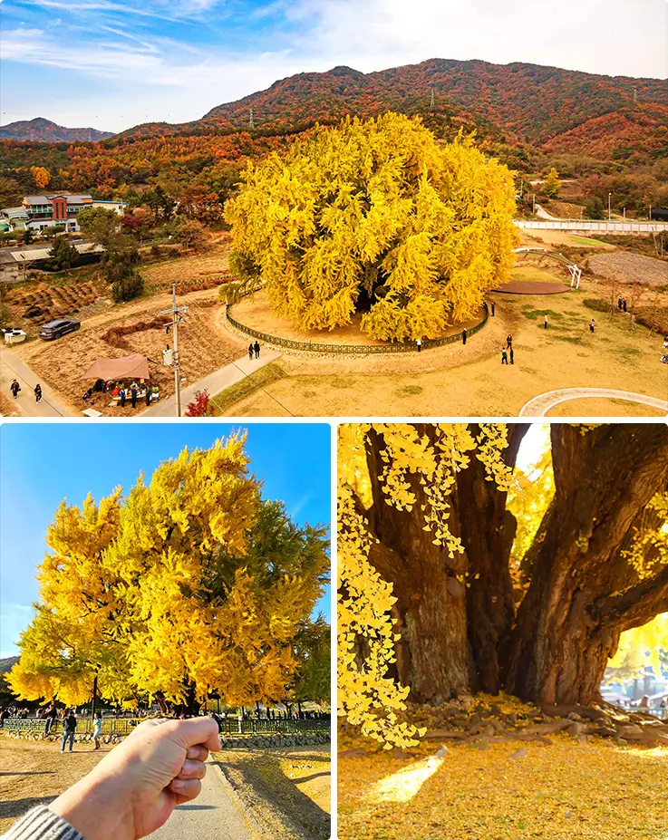 Majestic 100-year-old golden ginkgo tree glowing under a clear autumn sky.