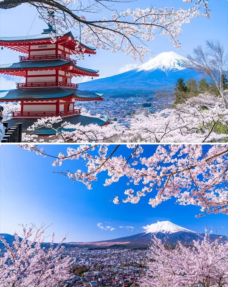 Mt. Fuji views framed by pink cherry blossoms in the spring at Arakurayama Sengen Park in Yamanashi