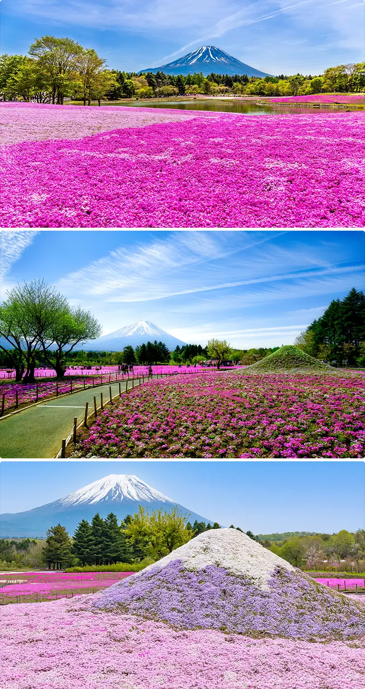 Beautiful scenery of Fuji Shibazakura Festival held at Fuji Motosuko Resort