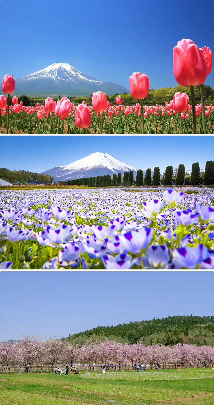 Magnificent flower-filled scenery at Hana no Miyako Park