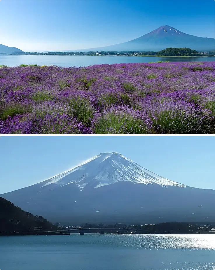 Mt. Fuji above Lake Kawaguchi at Oishi Park in Yamanashi