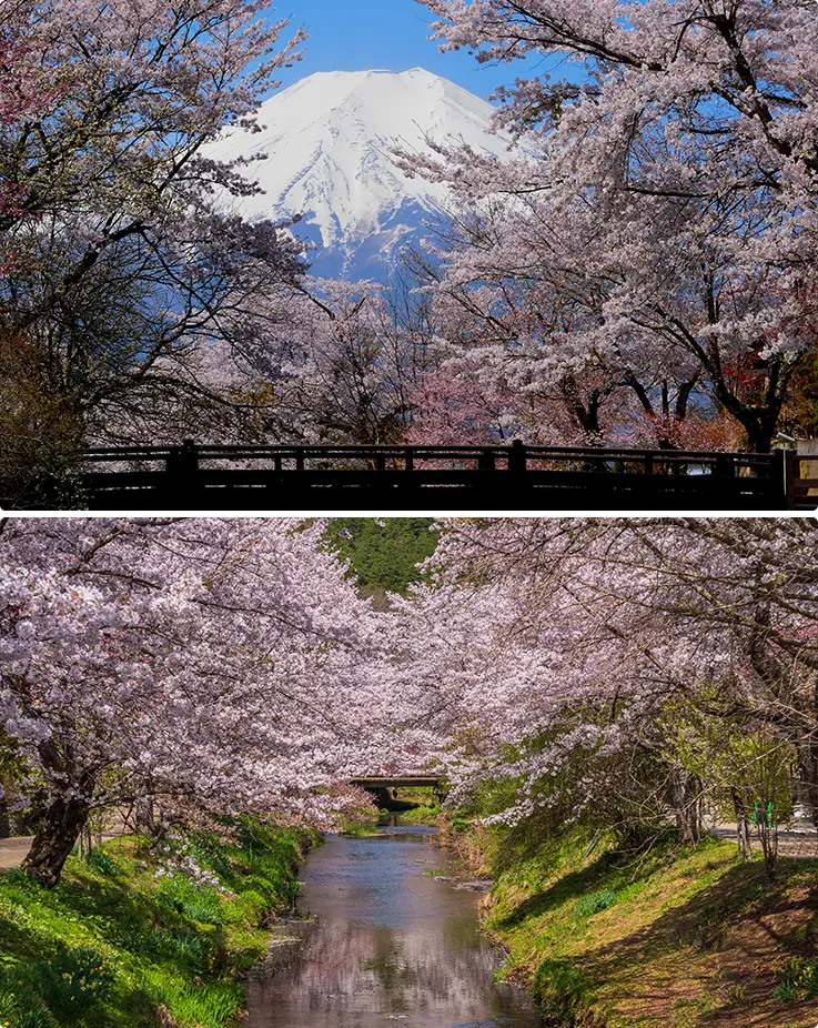 Breathtaking landscapes with lovely cherry blossoms and Mt. Fuji at Oshino Hakkai