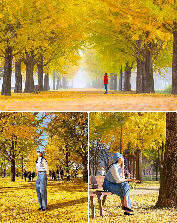 Golden ginkgo tree-lined pathway offering a peaceful autumn island stroll.