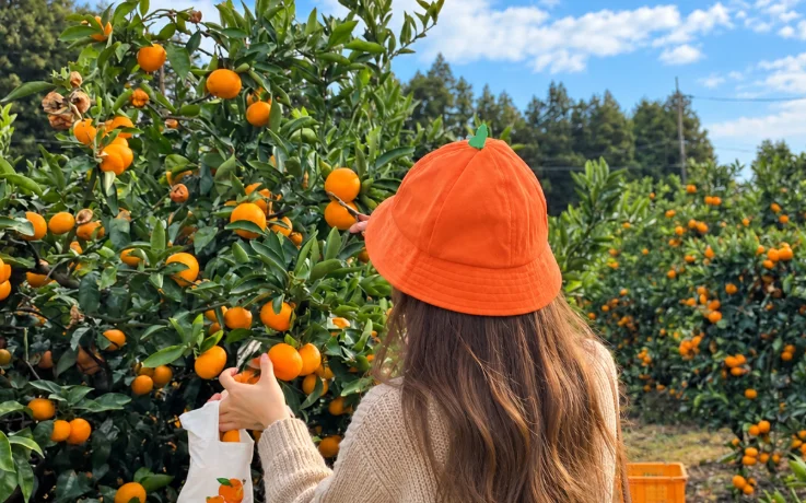 Visitor experiencing tangerine picking in Jeju Island