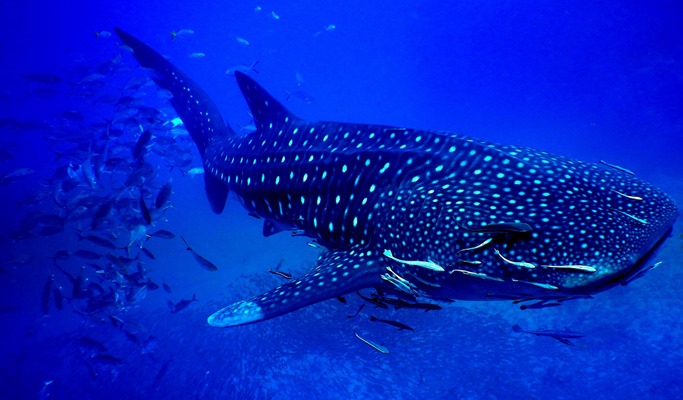 PADI Scuba Diving Certification 2D1N Course in Koh Samui