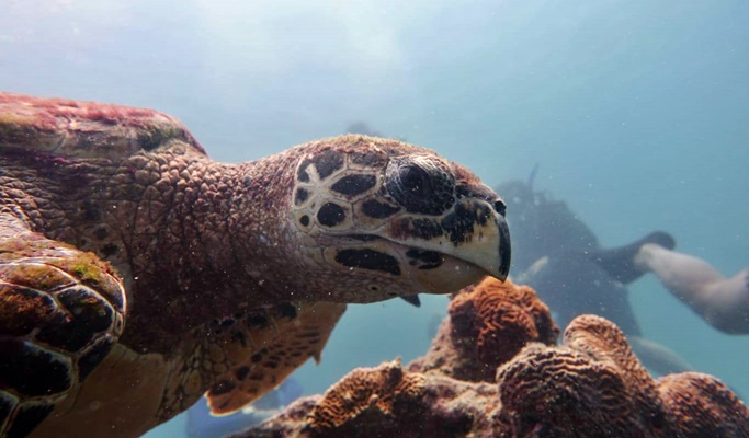 PADI Scuba Diving Certification 2D1N Course in Koh Samui