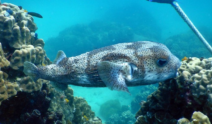 PADI Scuba Diving Certification 2D1N Course in Koh Samui