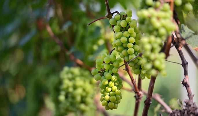 Pa La-U Waterfall Trekking 1 Day Private Tour (+ Vineyard option) - from Hua Hin