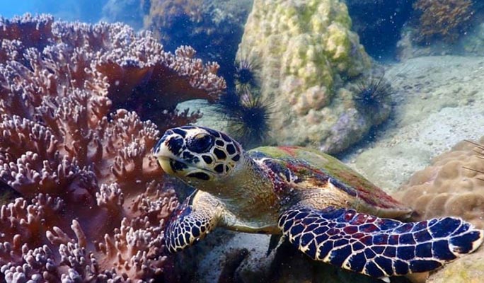 Pattaya Scuba Diving / Snorkeling 1 Day Tour (+Lunch) (+ Hotel Transfer option)
