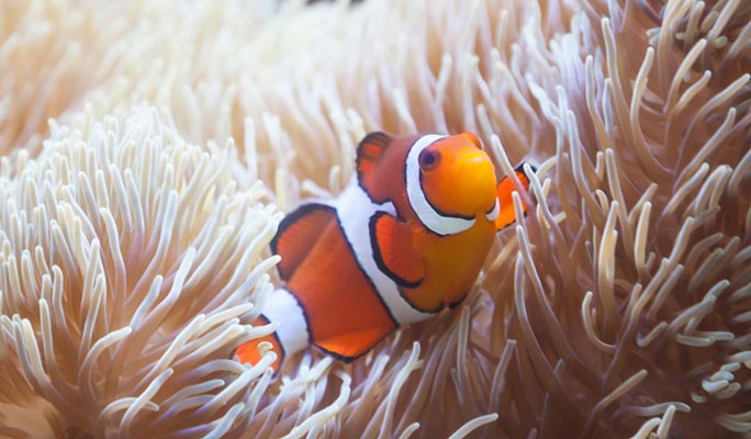 Pattaya Scuba Diving / Snorkeling 1 Day Tour (+Lunch) (+ Hotel Transfer option)